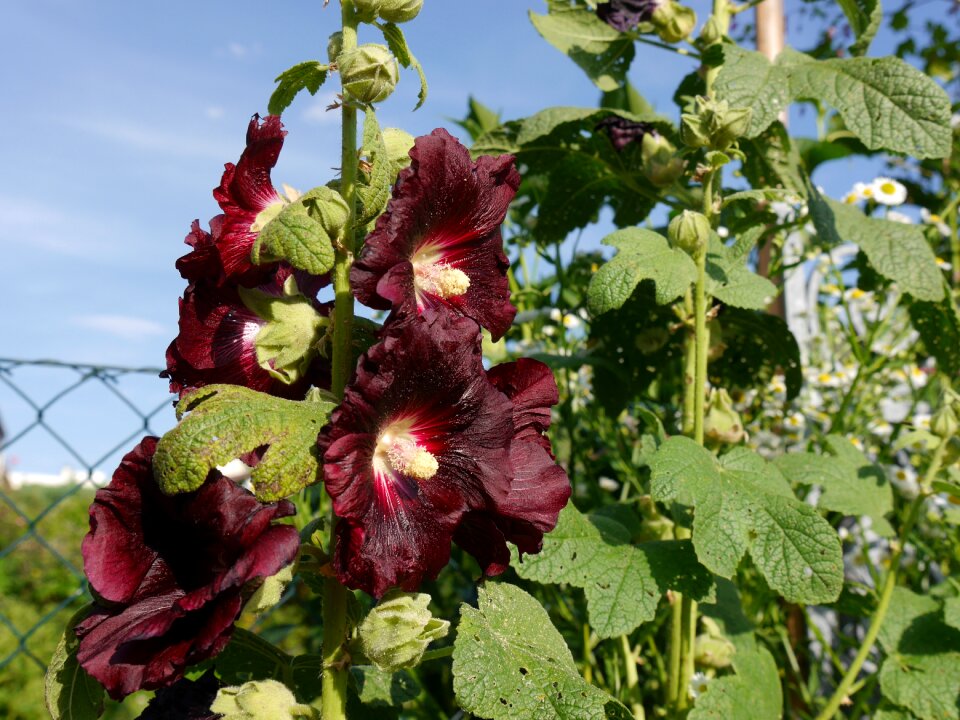 Stock rose rose flower