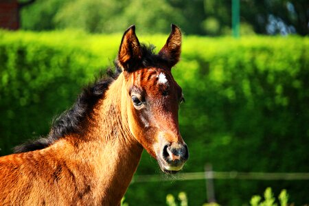 Brown mold horse head grass