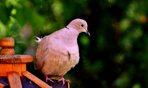 Plumage garden nature