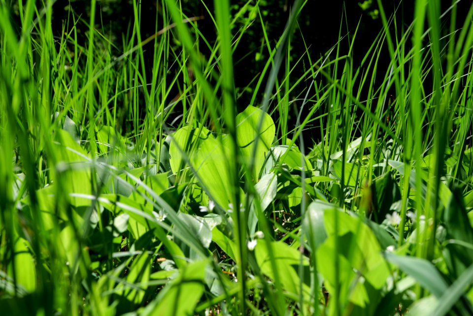 Bredower Forst nature reserve 2020-05-15 06