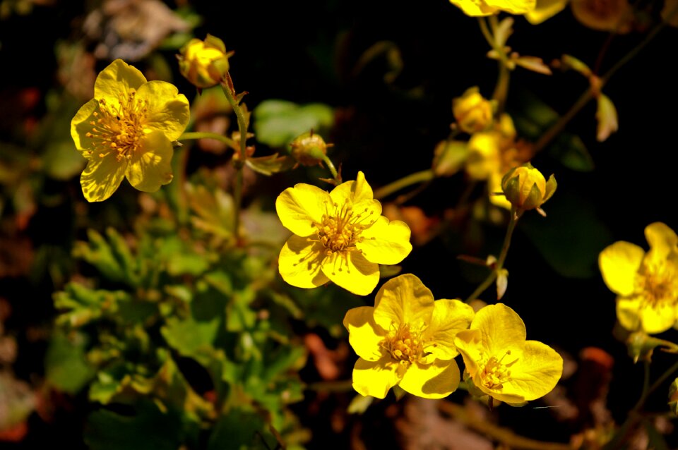 Nature flowers garden