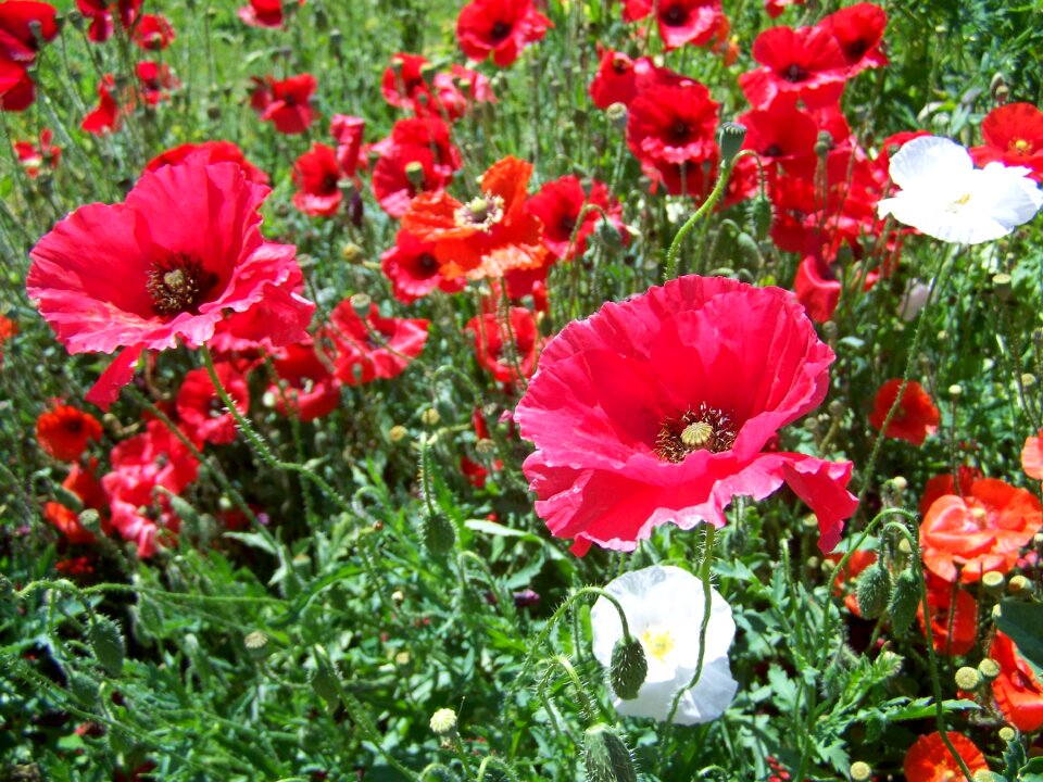 Hadji cultivars summer