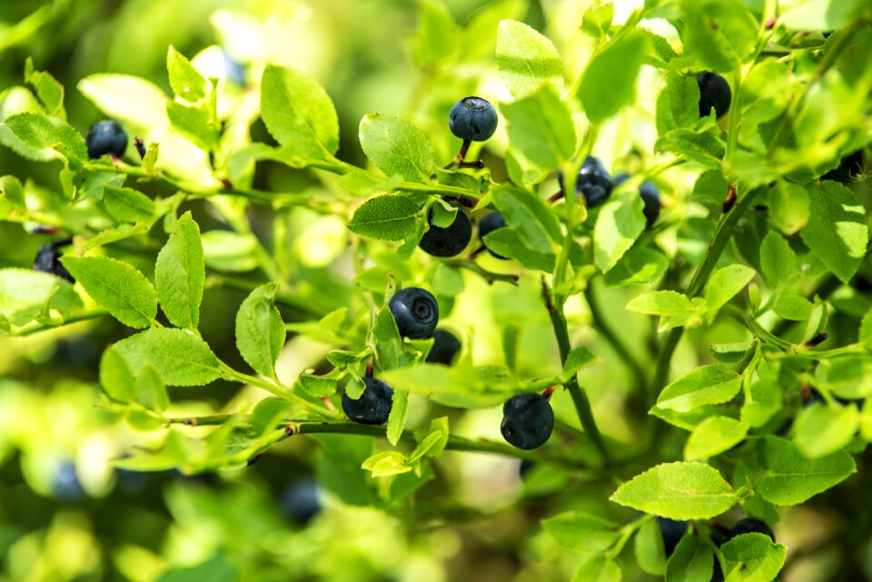 Berries jagoda sunny