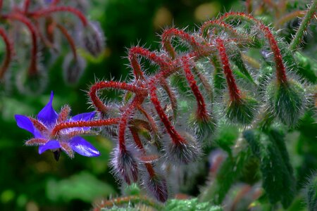 Borage flower nature