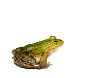 Frog water frog amphibian