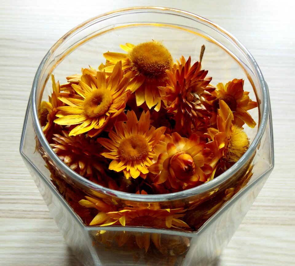 Flowers autumn colours orange