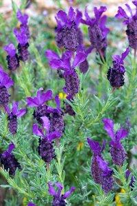 Lavender flower nature photo