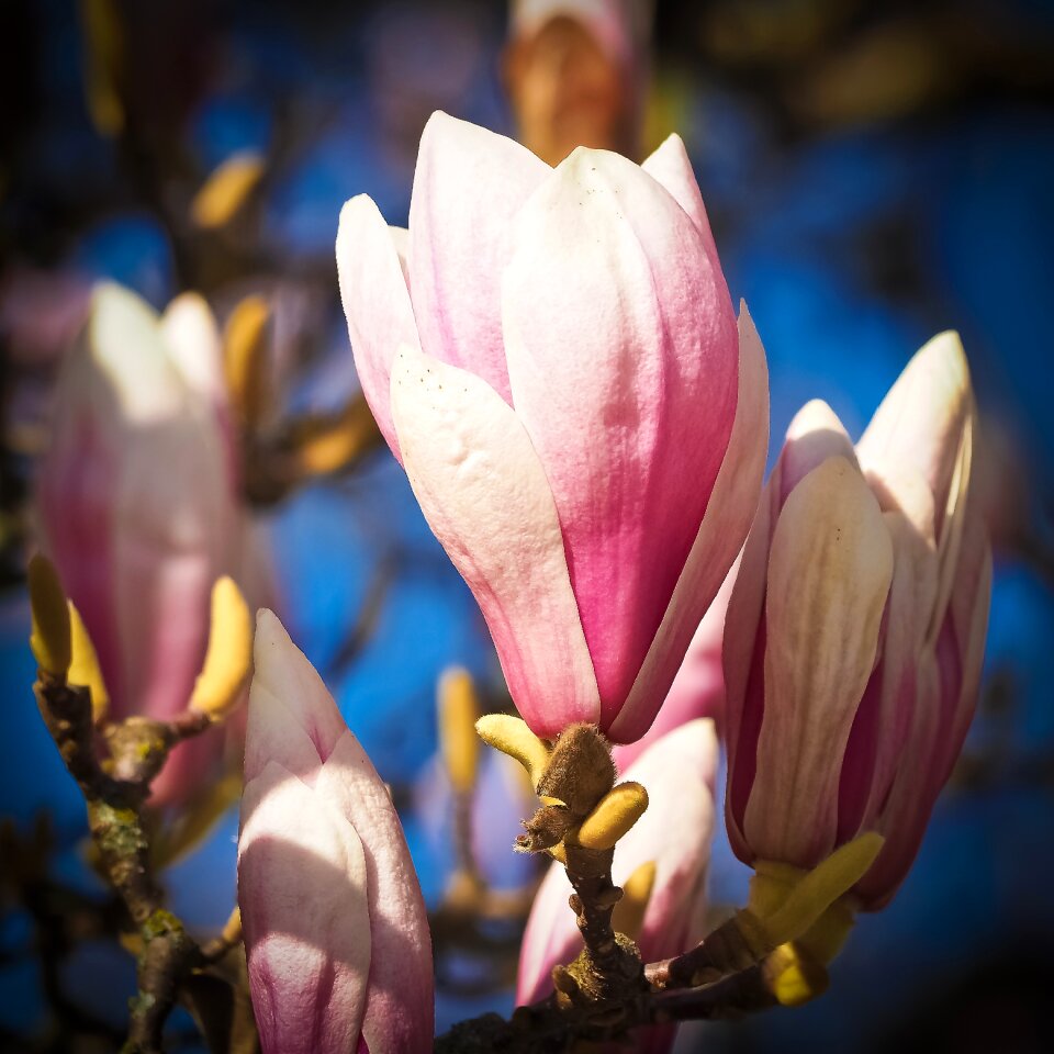 Blossom bloom spring photo