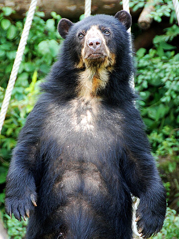 Spectacled bear zoo enclosure