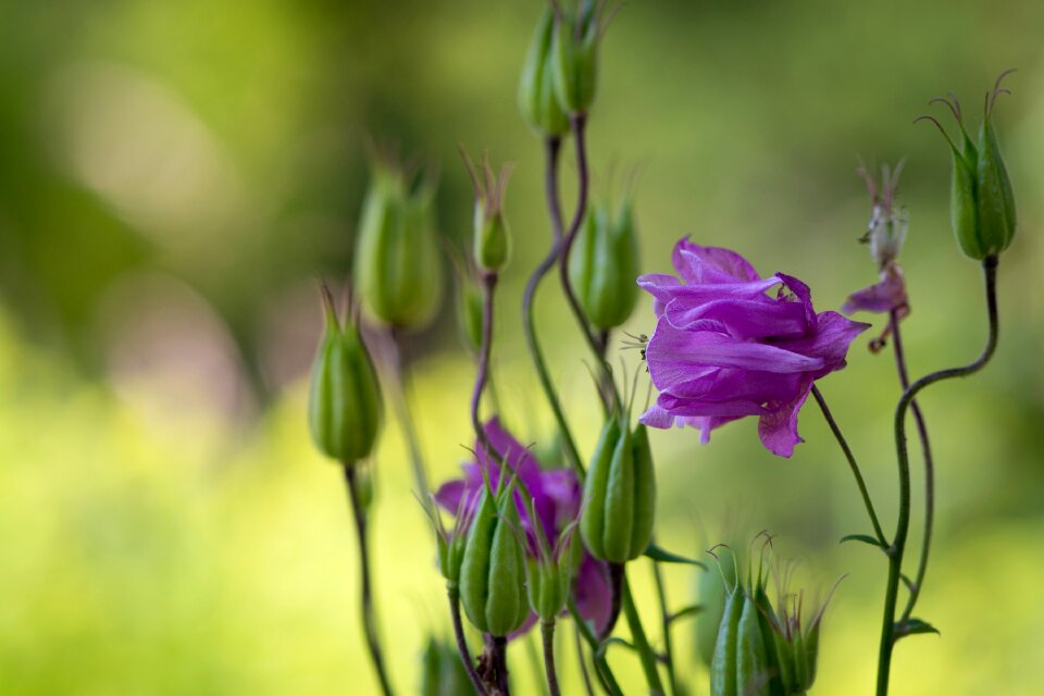 Purple flower wild flower flower garden