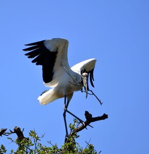 Nature wildlife white
