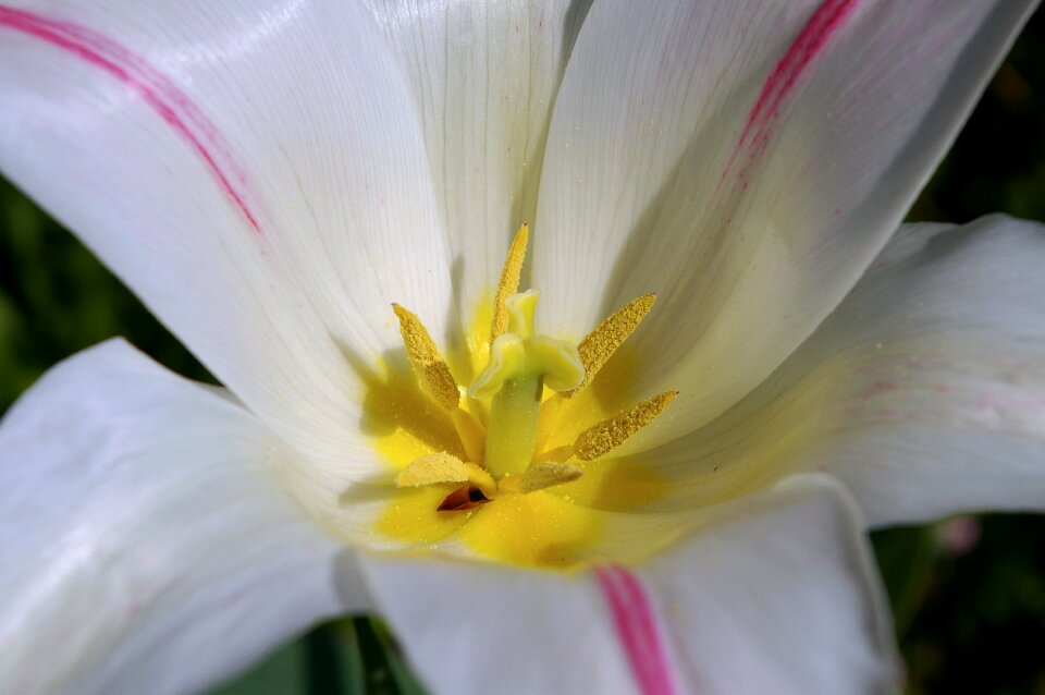 Spring blossom bloom
