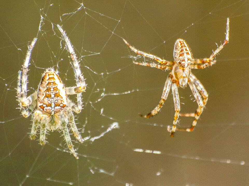 Araneus animal nature