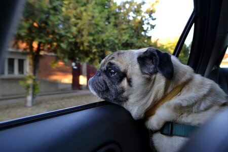 Pug car shop dog cute