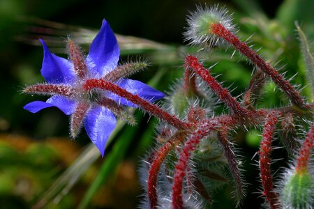 Flower nature field