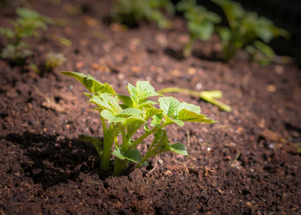 Nature spring foliage