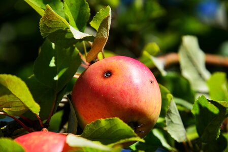 Close up fruit nature