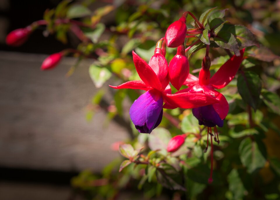 Nature broken heart bloom