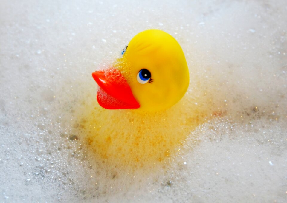 Yellow bill rubber duck