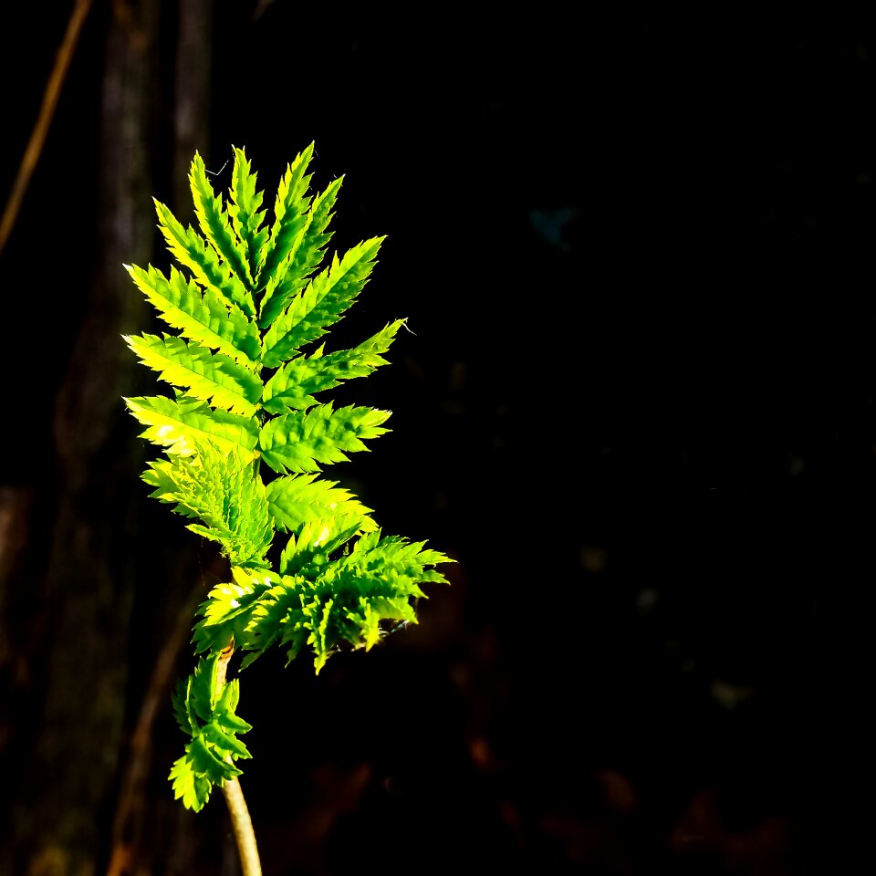 Green plant forest