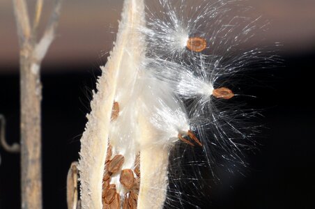 Plant pod autumn