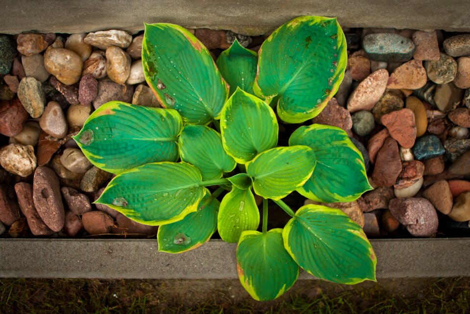 Plants flower green