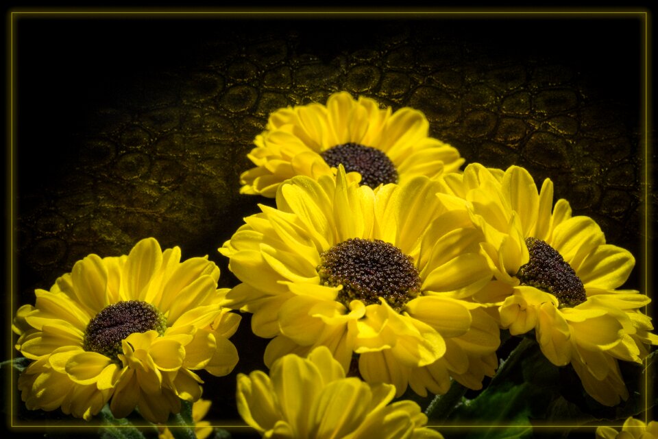 Yellow nature plant