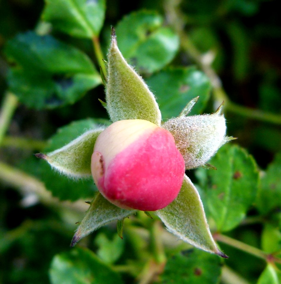Bouton de rose sauvage