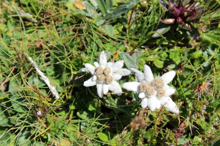 Edelweiss austria wild flower