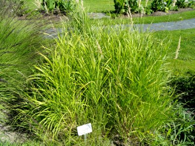 Bouteloua curtipendula - Botanical Garden in Kaisaniemi, Helsinki - DSC03559