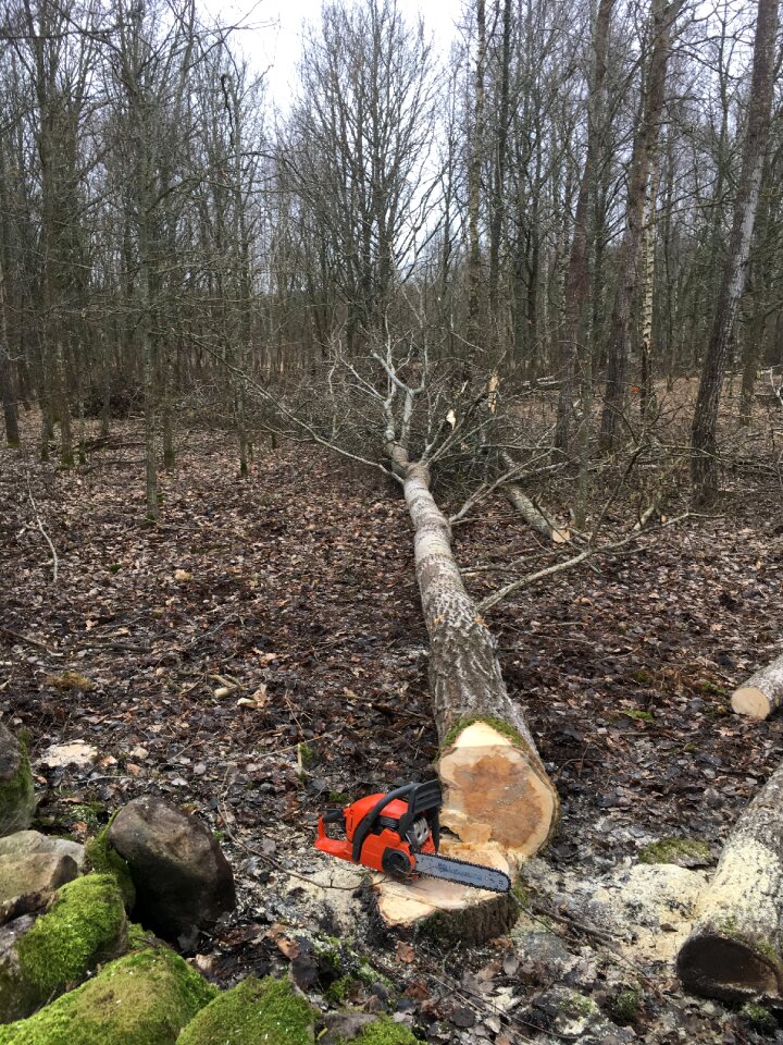 Tree felling chainsaw logging