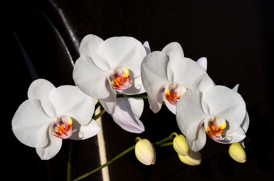 Nature plant beautiful