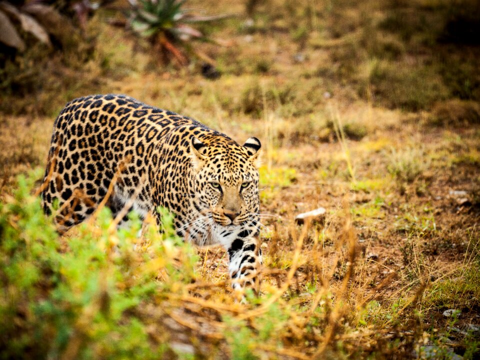 Spotted predator safari photo
