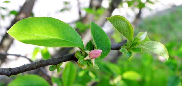 Bouton de fleur de cerisier