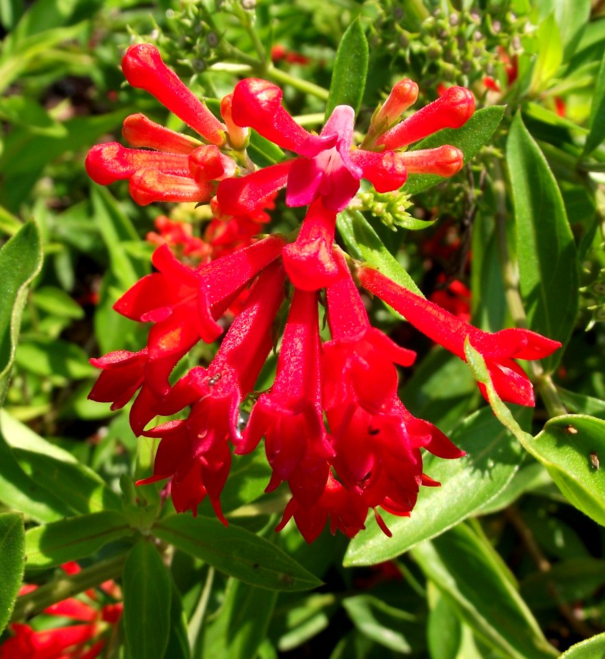 Bouvardia ternifolia