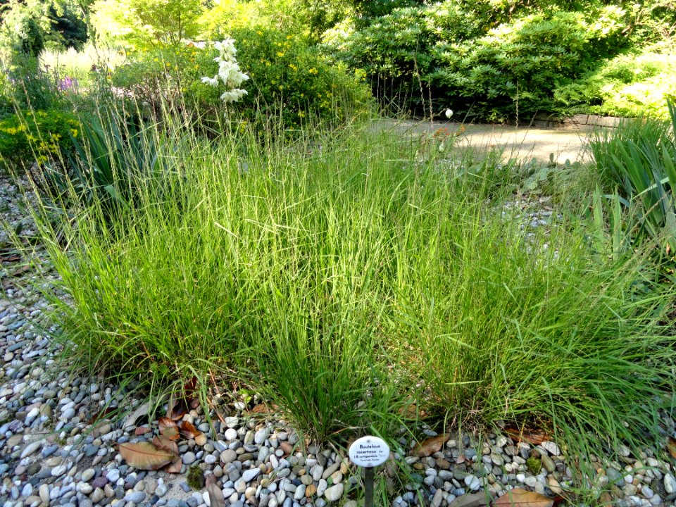 Bouteloua racemosa - Botanical Garden, University of Frankfurt - DSC02534