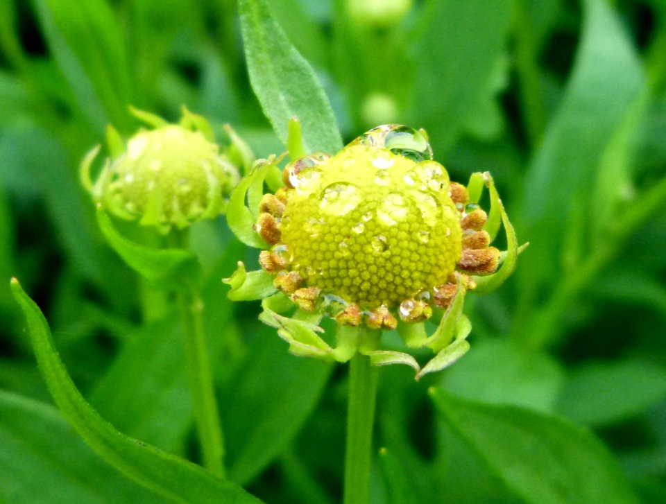 Boutons de fleurs et gouttes d'eau