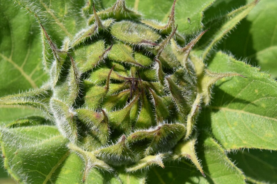 Close up nature summer