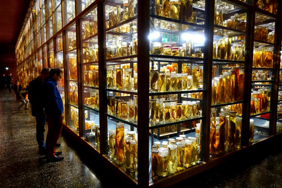 Bottled specimens - Museum fur Naturkunde, Berlin - DSC00201