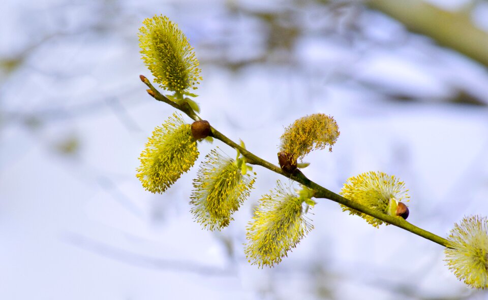 Branch flower green