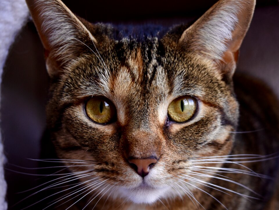 Cute animal feline