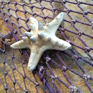 Starfish fishing net marine