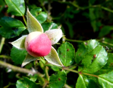 Bouton de rose sauvage 2 photo