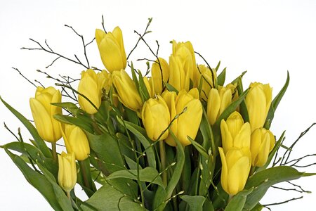 Green tulip flower flowers