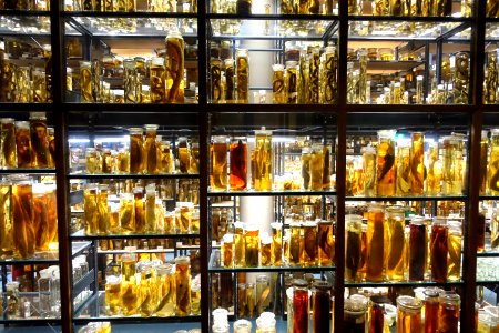 Bottled specimens - Museum fur Naturkunde, Berlin - DSC00196