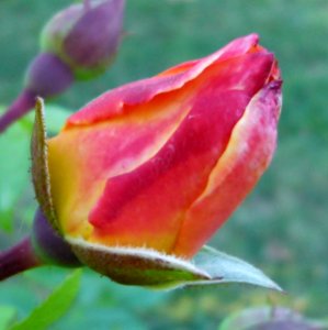Bouton de rose Jardin de Bagatelle