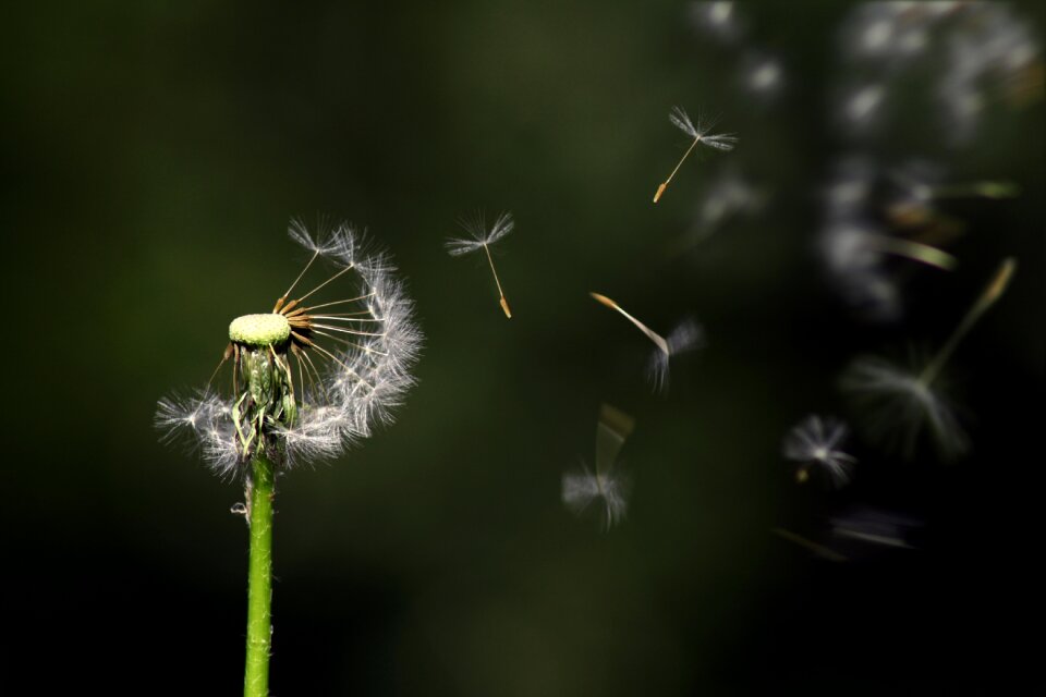 Nature flying growth