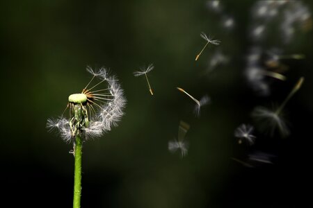 Nature flying growth
