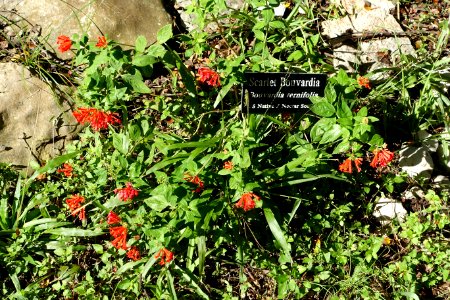 Bouvardia ternifolia - Zilker Botanical Garden - Austin, Texas - DSC09006