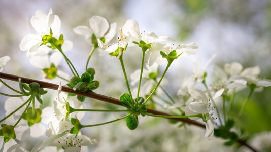 Spring white spring flowers